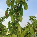 Приготовлено в духовке. Мясо, рыба, птица, выпечка. 149 Актинидия как растет плоды